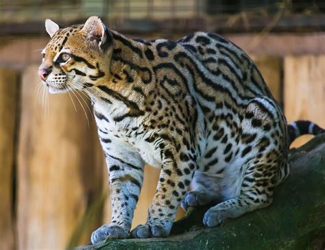 ocelot in real life.